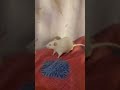 how cute is this white mouse #animals