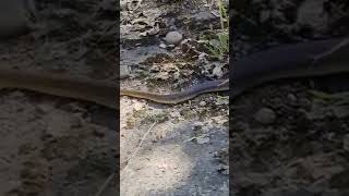 #shorts #viral #snake ❤️