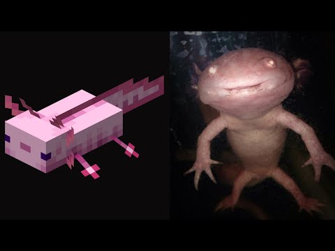 Minecraft Passive Mobs As Cursed Images (EXTRA CURSED)