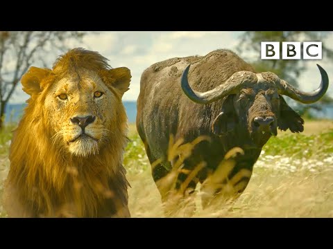 Lion pride works together to hunt buffalo 🦁 Serengeti II - BBC