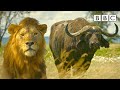 Lion pride works together to hunt buffalo 🦁 Serengeti II - BBC