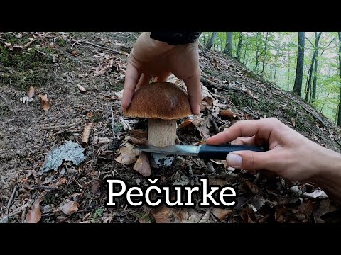 Neke od jestivih pečuraka u Srbiji