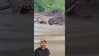 Jacaré foi ligeiro na Onça 😱