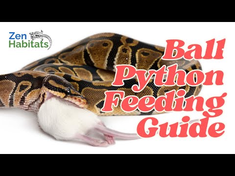 Ball Python Feeding Guide: What, How Often, & How Much to Feed Your Snake