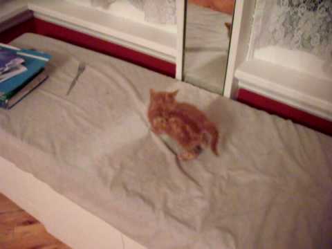 Funny animal videos - Kitty Freaks Himself Out