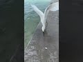 Don’t feed the birds - unless they are hurt 💙