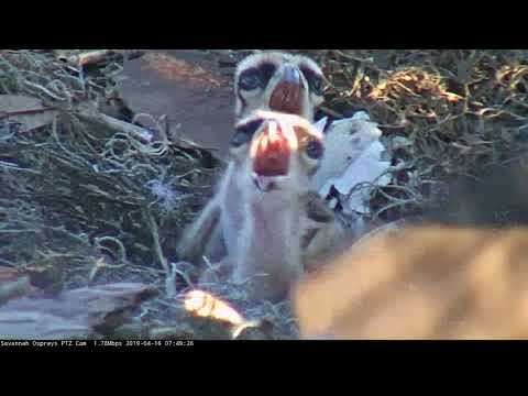 Close Up On Two Osprey Chicks While Mom Makes "Nestorations" – Apr. 16, 2019