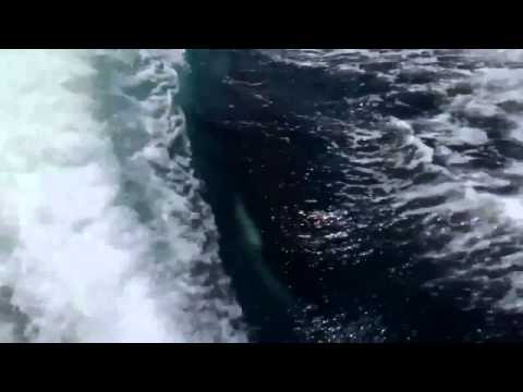 Orcas keeping up with a speedboat
