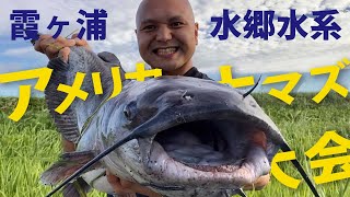 おさむんの『霞ヶ浦水郷水系アメリカンキャットフィッシュ大会』開催します!