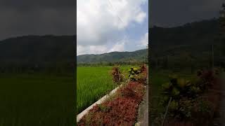 Download lagu Pagi yang Indah sawah dan pegunungan ku #desaku #gunugkidul #shorts #statuswa mp3 Download lagu Pagi yang Indah sawah dan pegunungan ku #desaku #gunugkidul #shorts #statuswa mp3