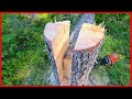 Mastering The Key Notch Technique Advanced Tree Felling Tutorial
