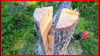 Mastering the Key Notch Technique: Advanced Tree Felling Tutorial