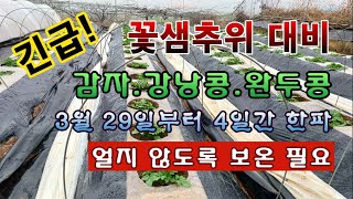 [텃밭농부 1,826]  긴급히 꽃샘추위 대비하세요! 감자 강낭콩 완두콩 보온작업. 3월 29일 부터 4일간…
