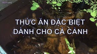 Thức ăn tổng hợp đặc biệt dành cho cá cảnh bán chạy nhất tại Thái Lan năm 2017