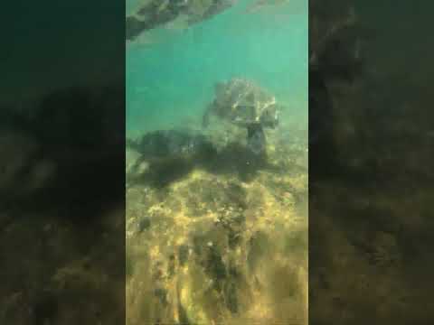 não fique atras da rede