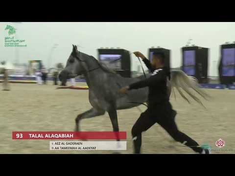 N 93 TALAL ALAQABIAH   Asharqia Gulf Straight Egyptian Arabian Cup 2020   Stallions 4 6 Years Old Cl