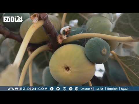 XEWNA VEGERÊ - HATIM SIMOQÎ