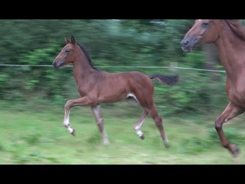 *2020 Stute von Diamond First - Don Henrico SOLD!!!