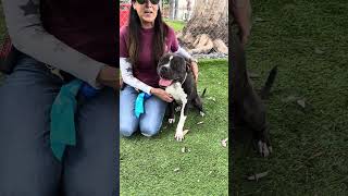 Video preview image #1 Boxer-Unknown Mix Puppy For Sale in Pasadena, CA, USA