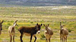 Jeanette MacDonald Sings - Donkey Serenade