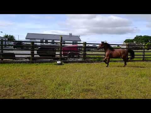 3 year old filly - Image 2