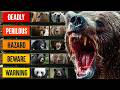The Deadliest Bears Tier List