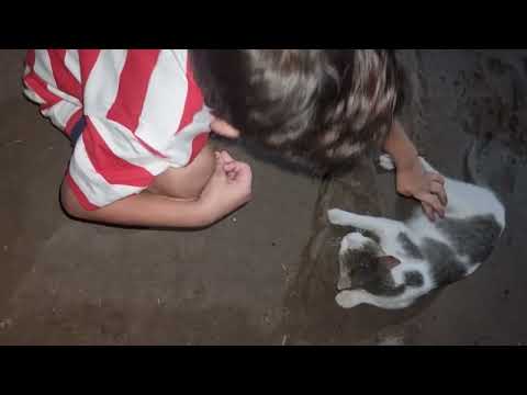 Qasim pay attack kar diyar cat na