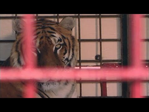 La Culotte d'une Zouave