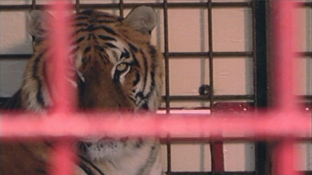 La Culotte d'une Zouave