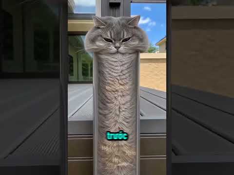 Mèo Thực Sự Là Chất Lỏng? 😳