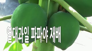 열대과일 파파야 재배 현장