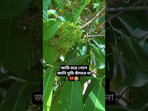 @1mizan আমি মরে গেলে জানি তুমি কাঁদবে না 💔🤣#love #duck #comedy #birds