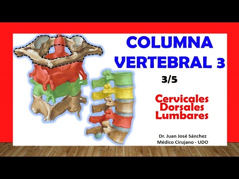🥇 VERTEBRAL COLUMN 3/5 - (Cervical, Dorsal and Lumbar Vertebrae). Easy and simple
