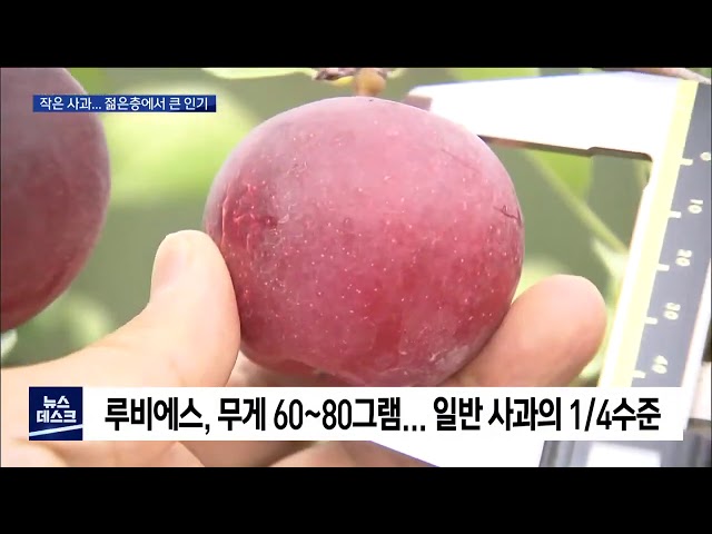 탁구공보다 조금 큰 사과 인기