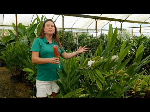 Get It Growing: Gingers have beautiful foliage and fragrant flowers