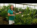 Get It Growing Gingers Have Beautiful Foliage And Fragrant Flowers