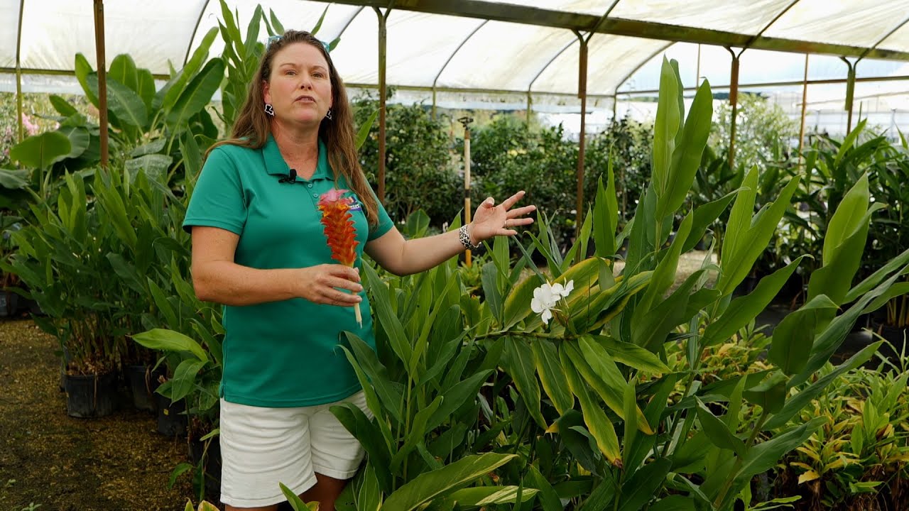 Get It Growing: Gingers have beautiful foliage and fragrant flowers