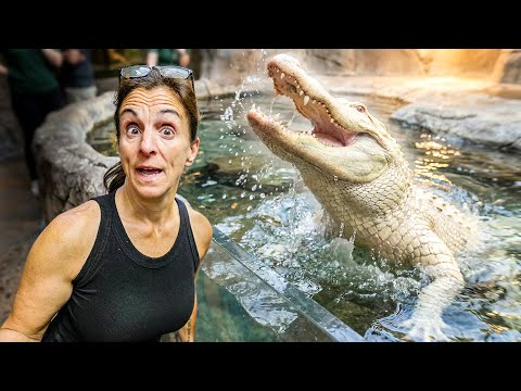 My Albino Alligator Escaped!!