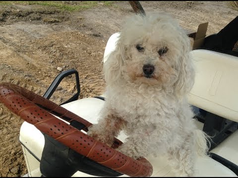 Winchester 67A Rifle