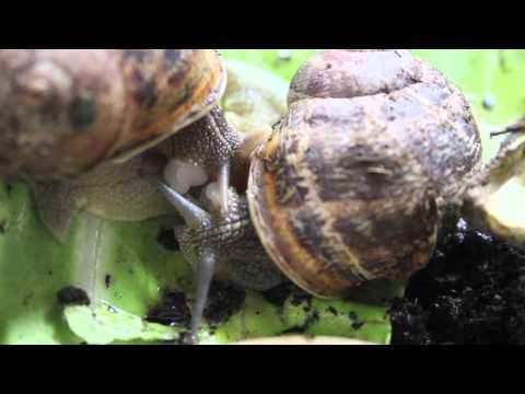 Reproducció Cargols