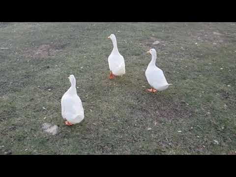 Ducks at Memorial Park in Odessa Texas
