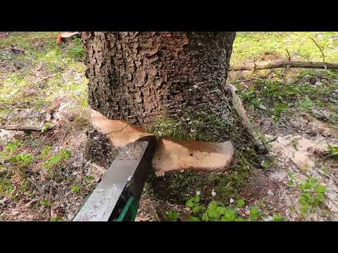 Bast-ing ValFast and ported Stihl MS400 + HQ 550xpg mk2