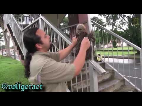 Faultier hasst den Lockdown