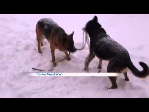 Tornado dog! (Best videos Feb 2-Feb 9, 2014)