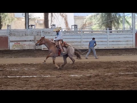 CANDELA, la hermana de Payaso Rojo Gunner, en acción
