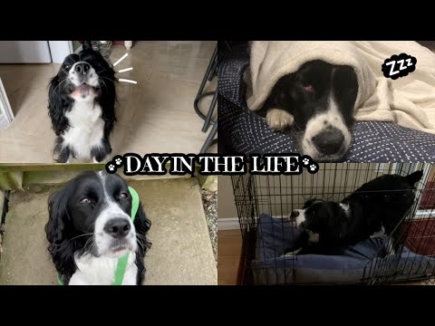 Springer Spaniel Mn