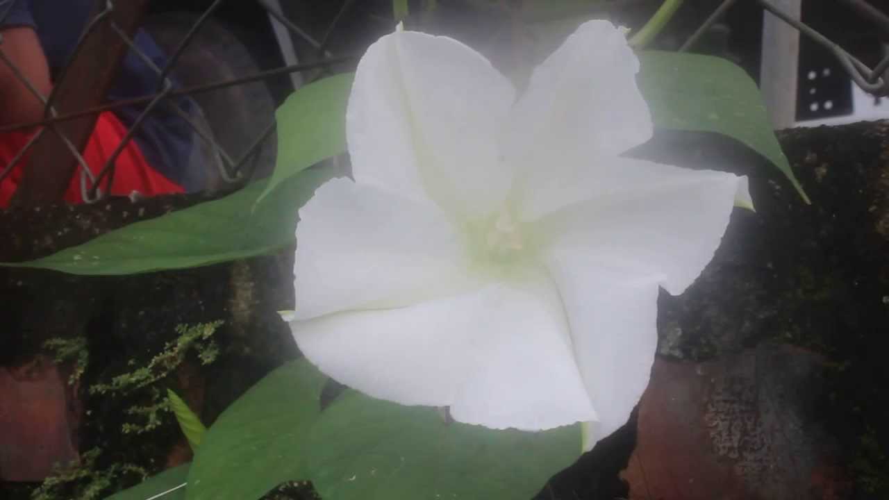 Ipomoea Alba (Moonflower) Blooming - YouTube