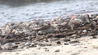 Least Sandpiper
