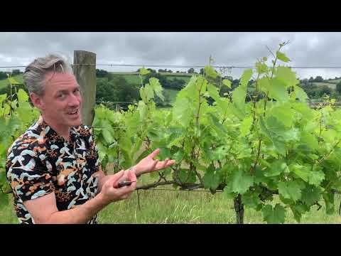 Silverton Vineyard Early Summer Pruning