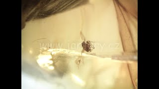 Druhohorní jantar z Myanmaru BJ-29